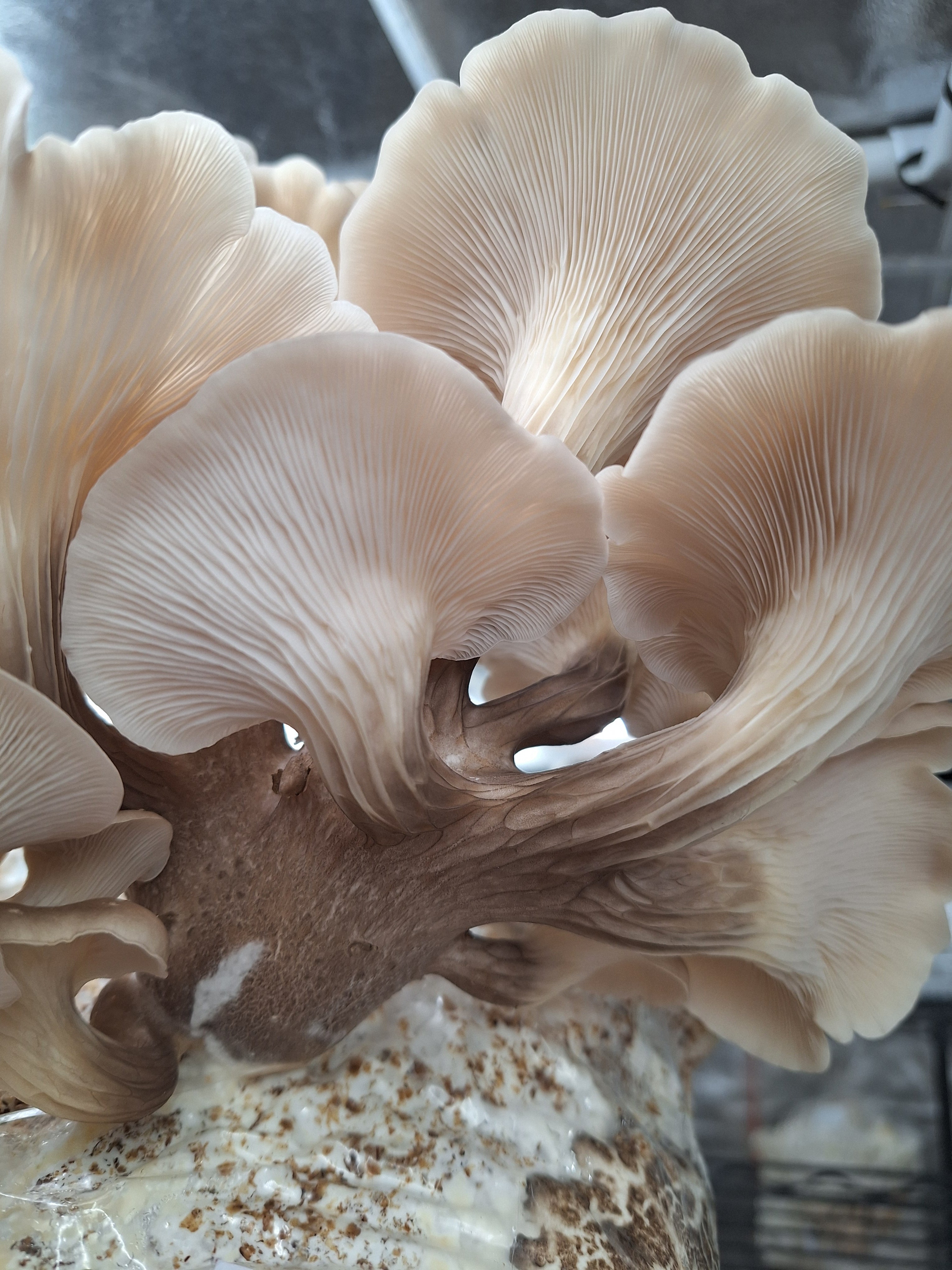 Tarragon Oyster Colonised Grain Spawn (NATIVE)