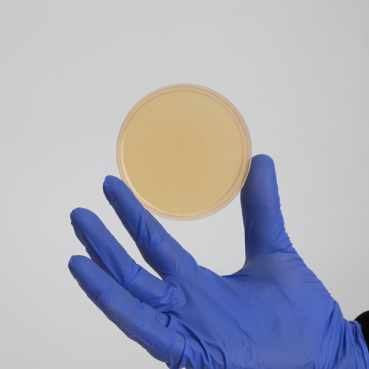 Potato Dextrose Agar (PDA) Petri Dishes for Mushroom Mycelium Cultivation (10pk)