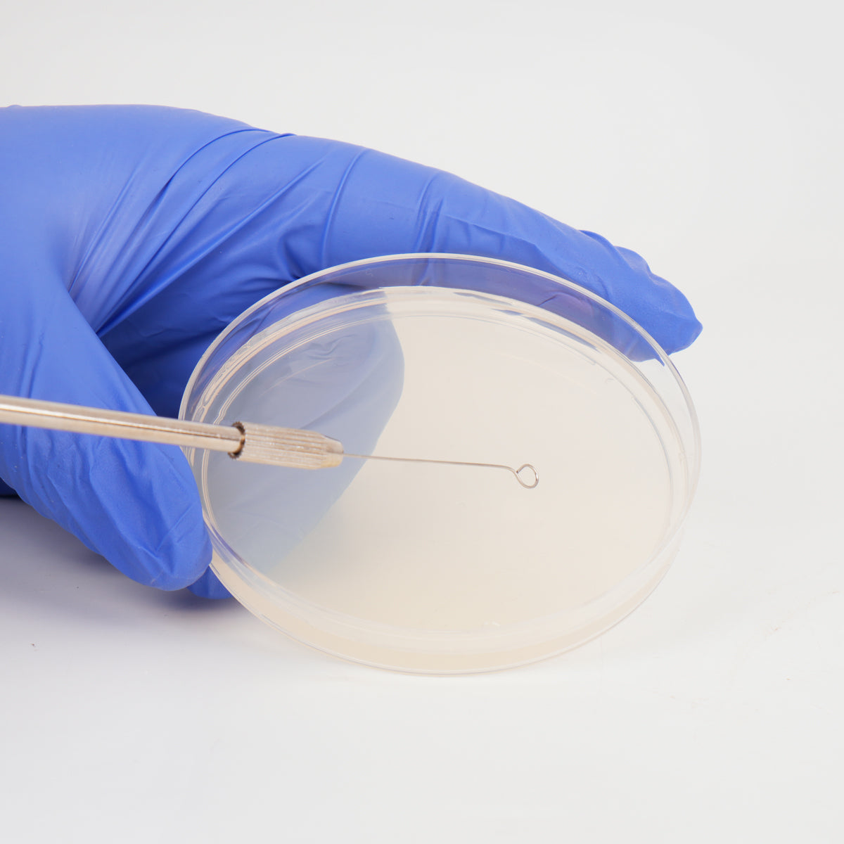 Reusable Inoculating Loop with 25 Nichrome Needle Tip Inoculation Rings