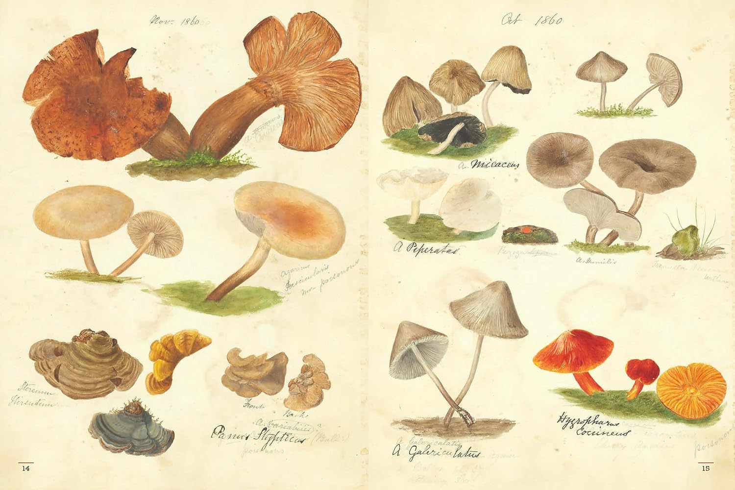 Fungi Collected in Shropshire and Other Neighbourhoods : A Victorian Woman's Illustrated Field Notes