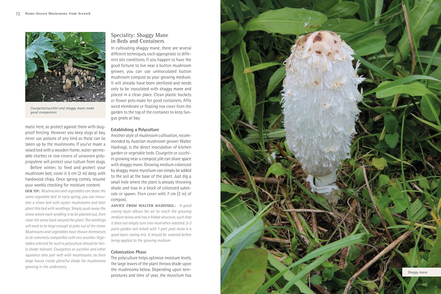 Home-Grown Mushrooms from Scratch : A Practical Guide to Growing Mushrooms Outside and Indoors