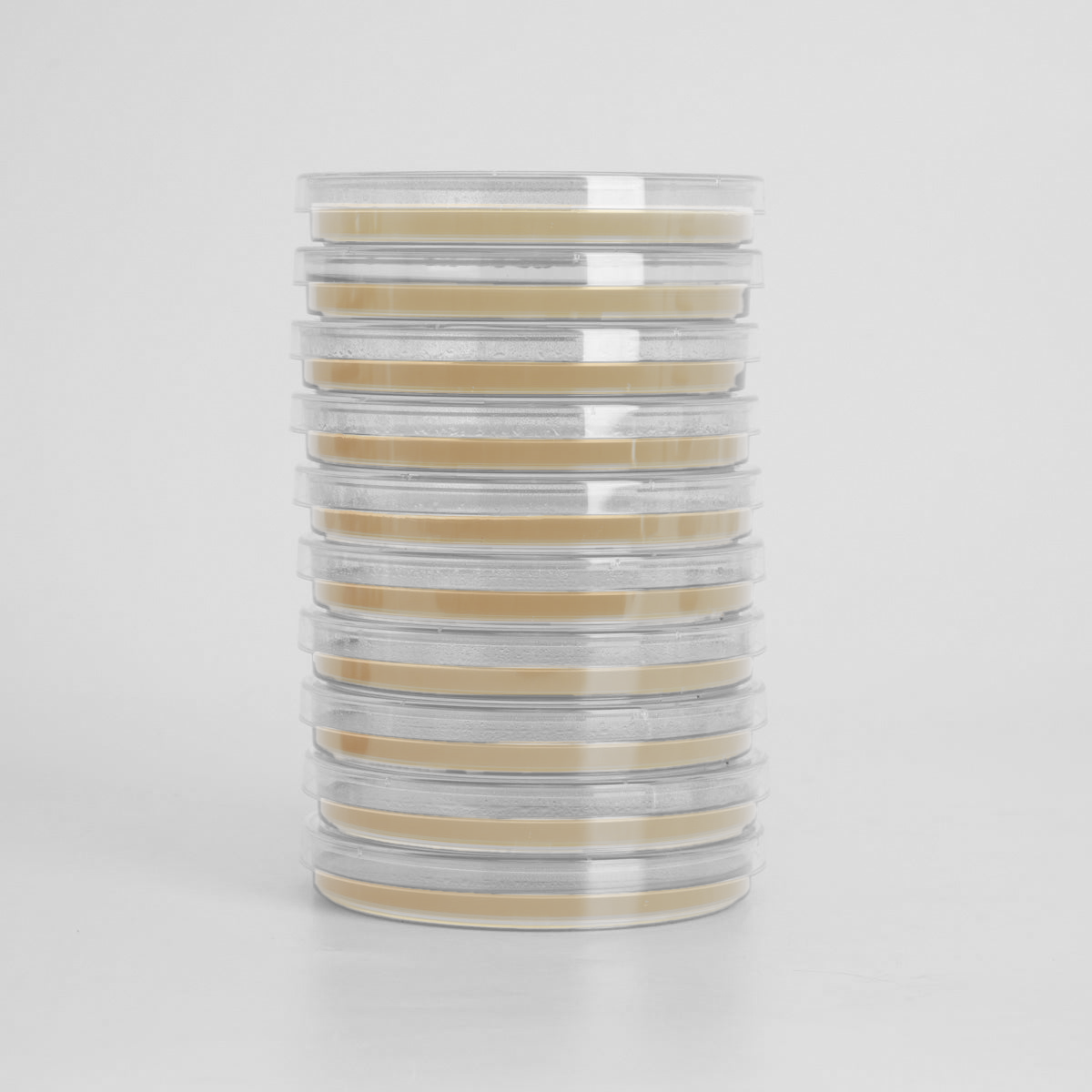 Water Agar Petri Dishes for Wild Fungal Cloning and Mushroom Mycelium Cultivation (10pk)