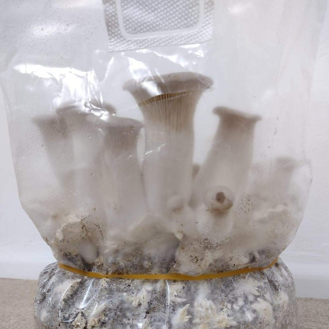 Check out these king oysters one of our customers grew!