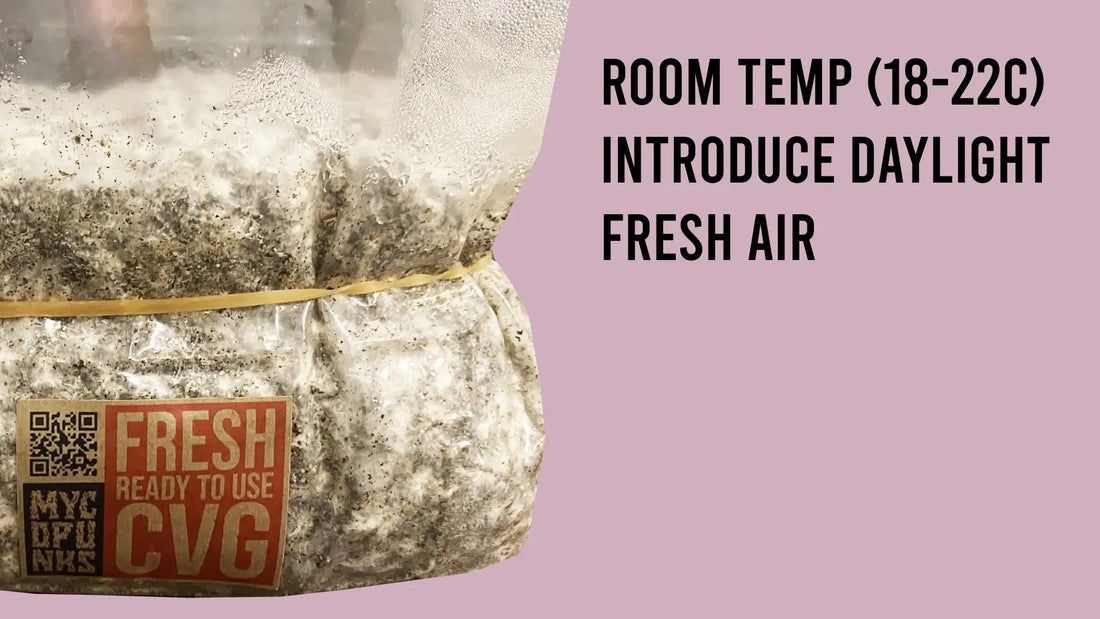Step 11: Fruiting Conditions