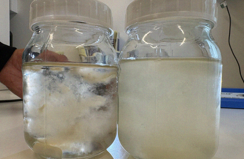 Bacterial Contam!