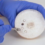 6mm Agar punch transfer tool (stainless steel medical)