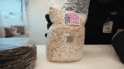 Step 1: Break up your mycelium