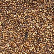 Close up of MycoPunks' Milo grain