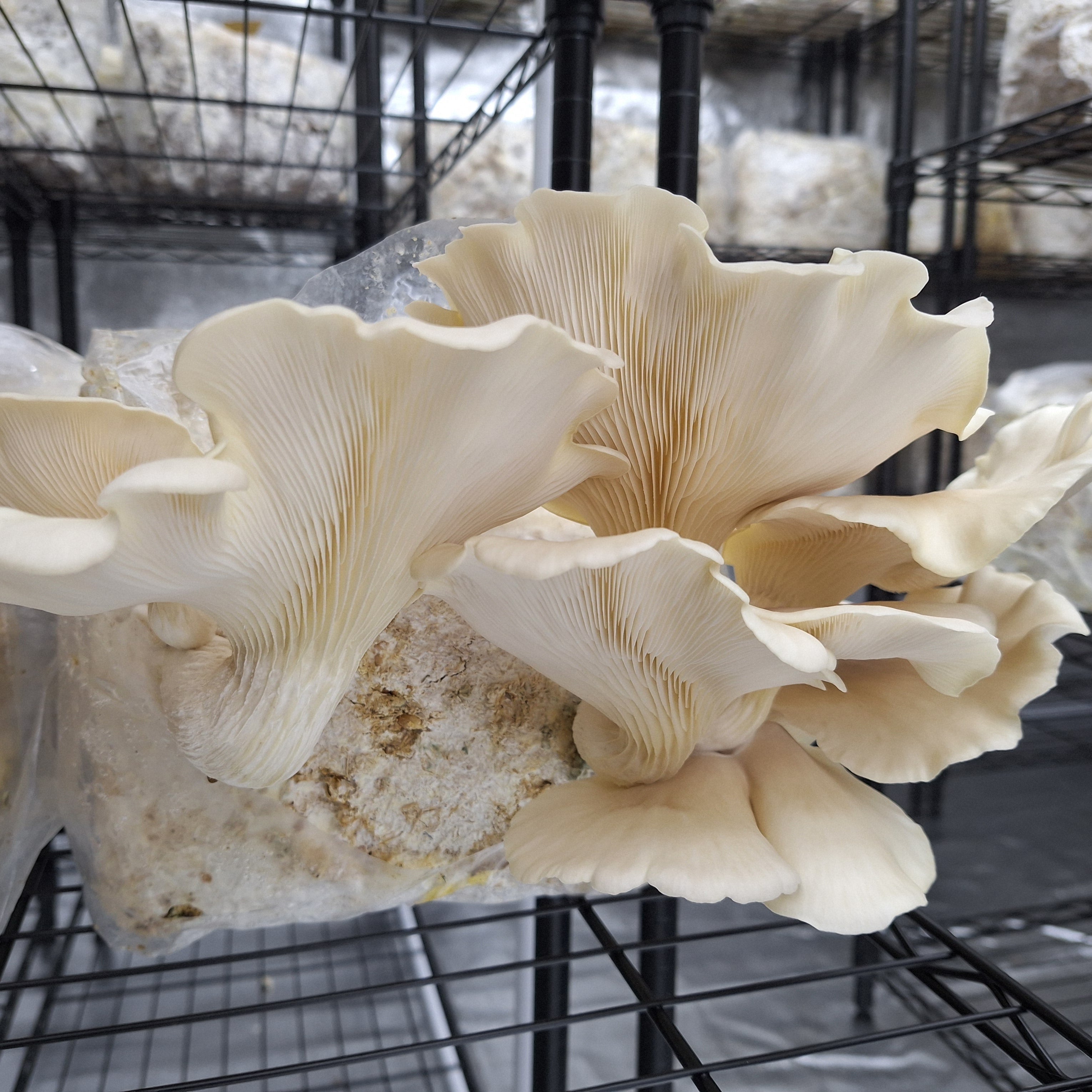 Pale Oyster Colonised Grain Spawn (NATIVE)