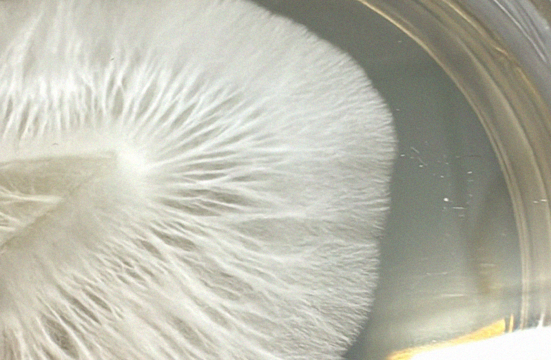 Remove parafilm from agar