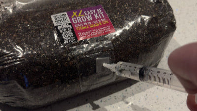 Step 3: Inoculation