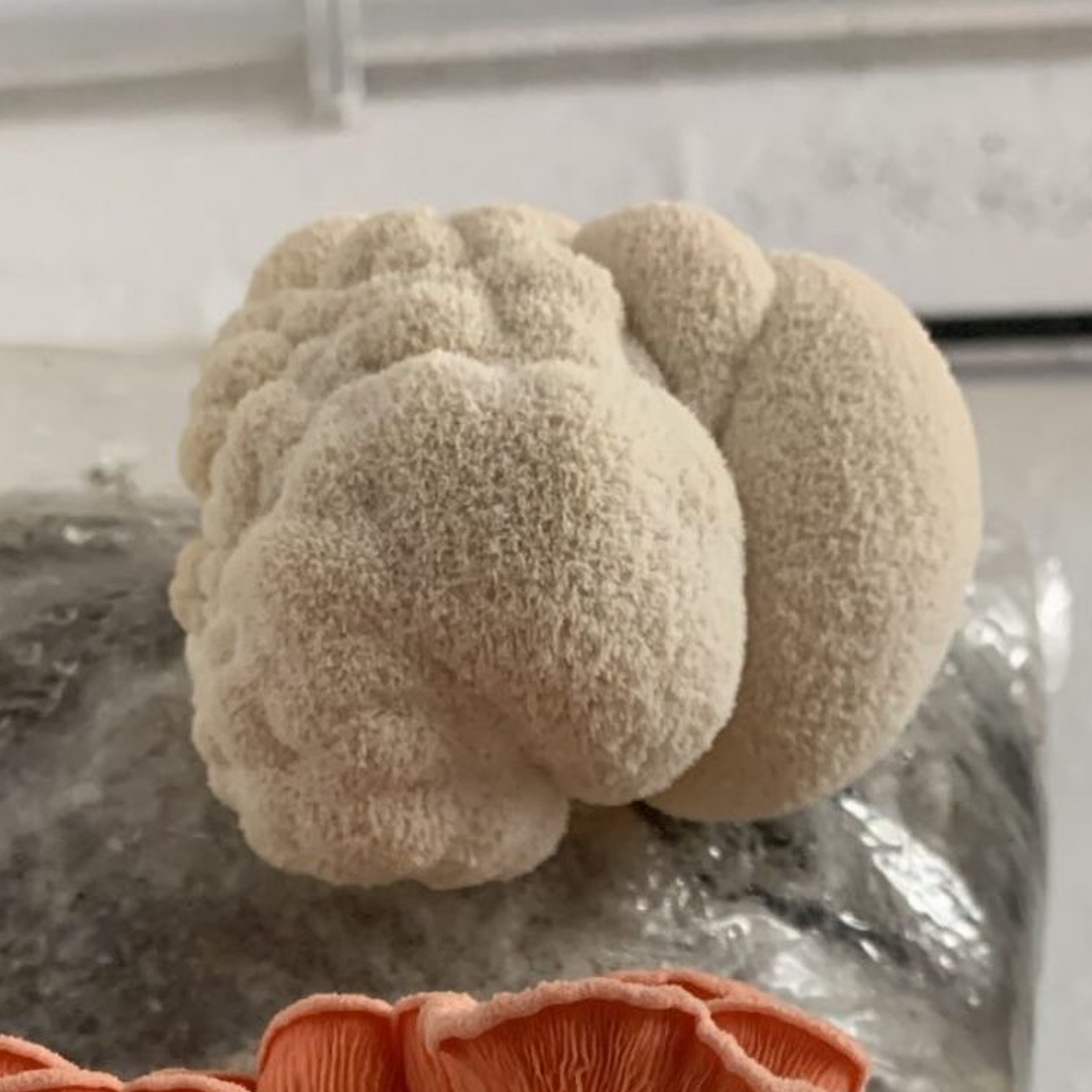 SIDE FRUITING