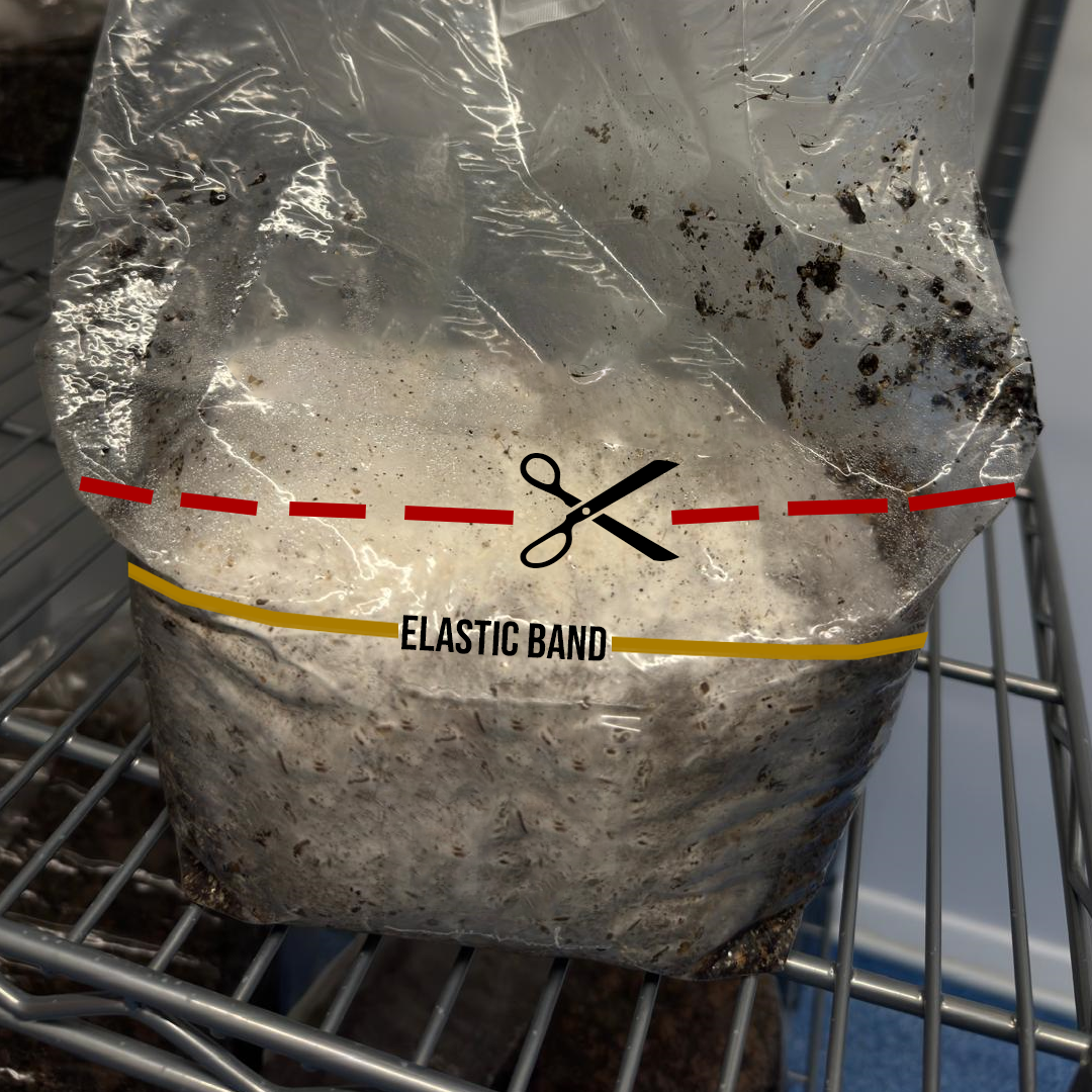 Cut the bag