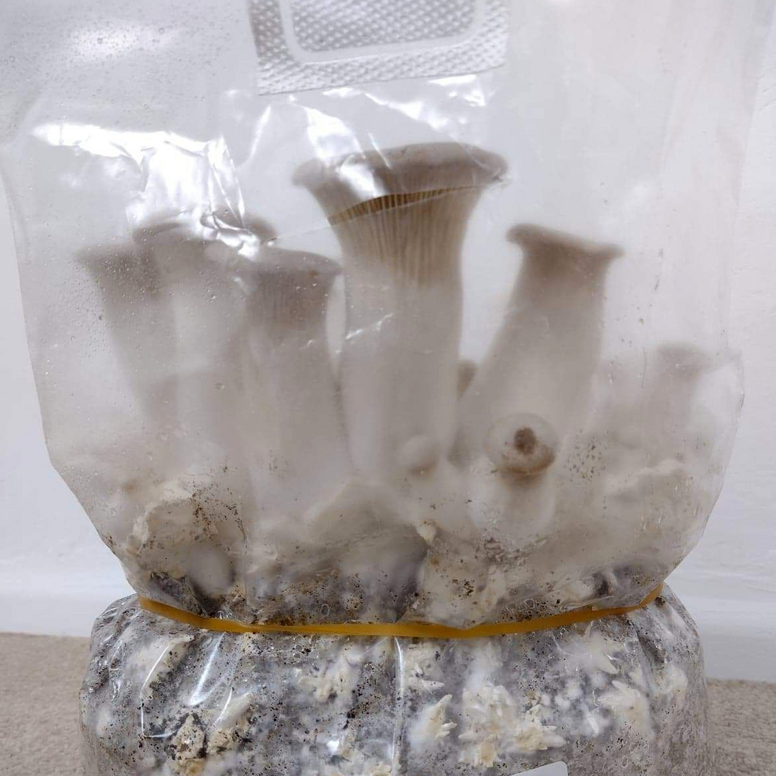 TOP FRUITING