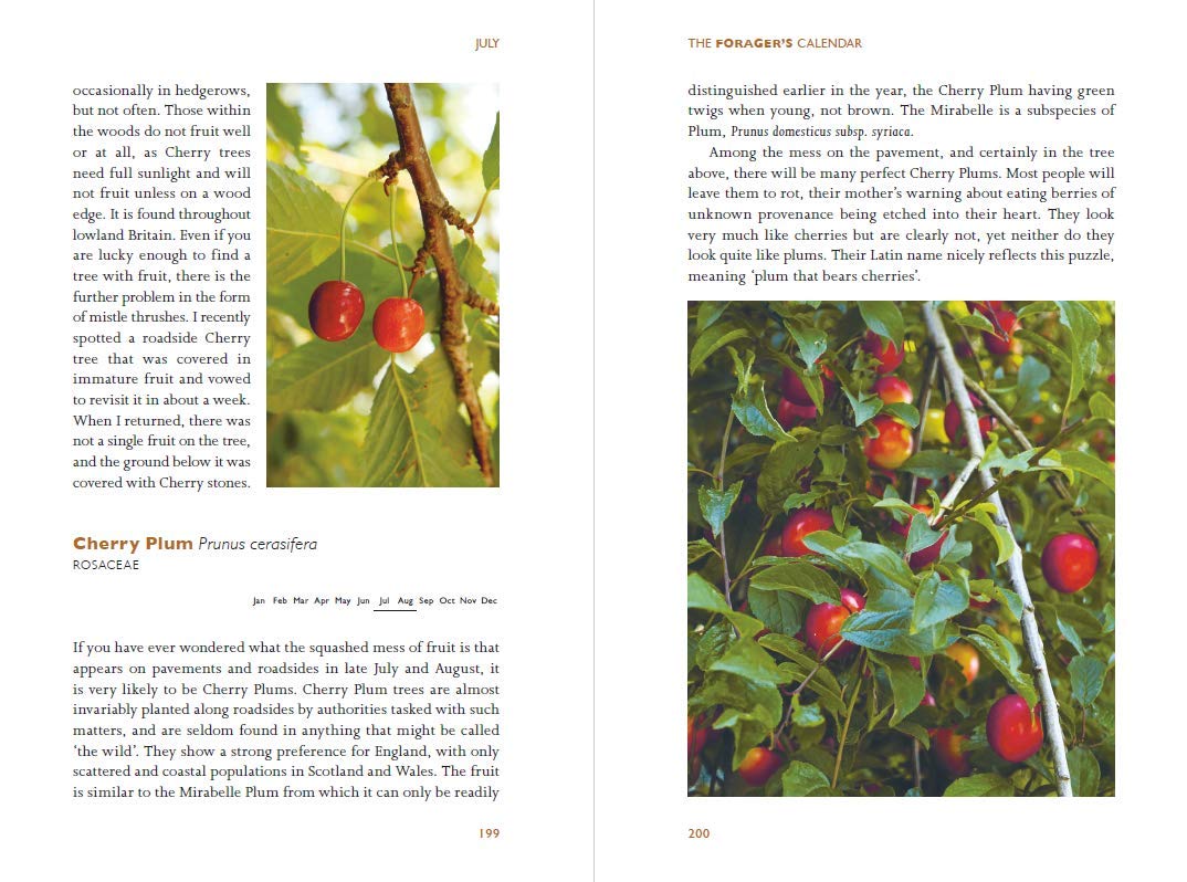 MycoPunks - The Forager's Calendar: A Seasonal Guide to Nature’s Wild Harvests - Book