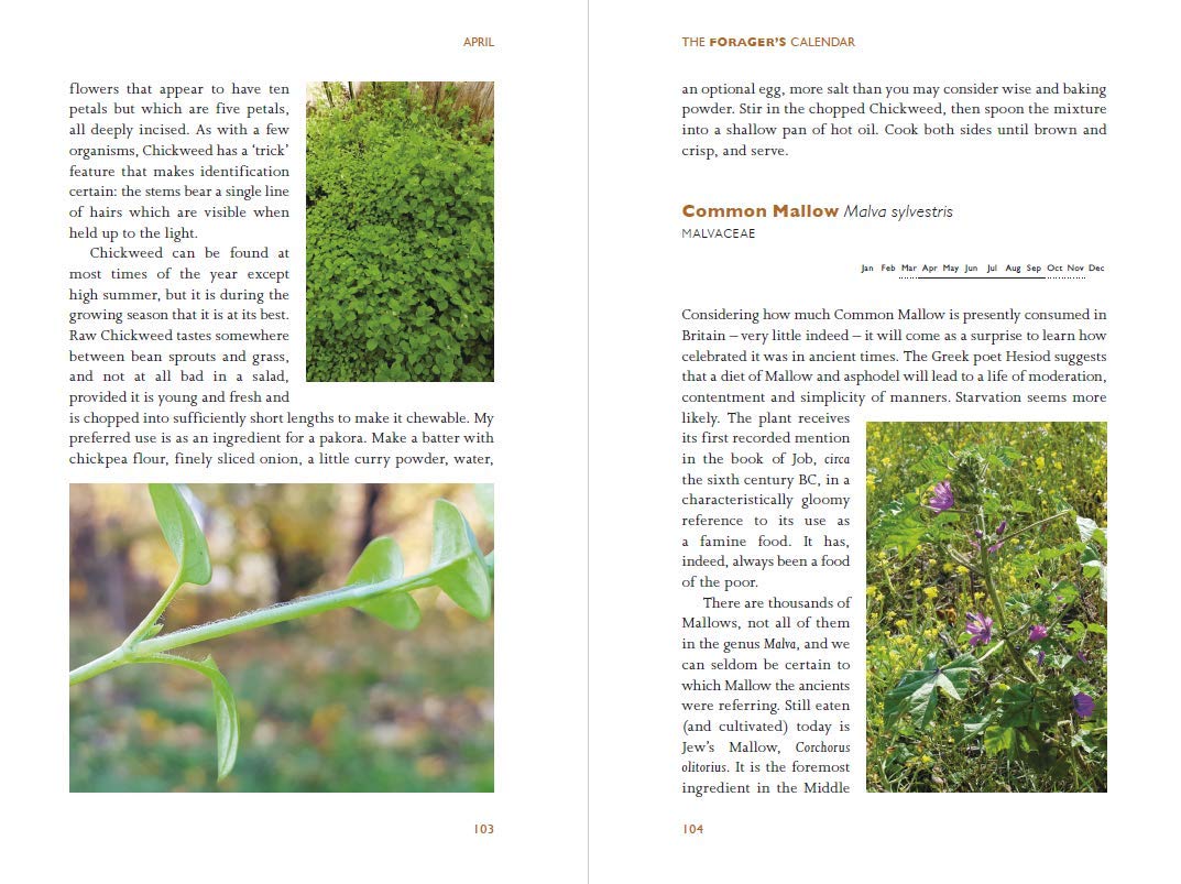 MycoPunks - The Forager's Calendar: A Seasonal Guide to Nature’s Wild Harvests - Book