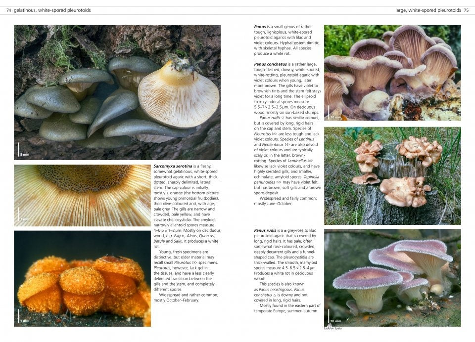 MycoPunks - Fungi of Temperate Europe volumes 1 + 2 - Book
